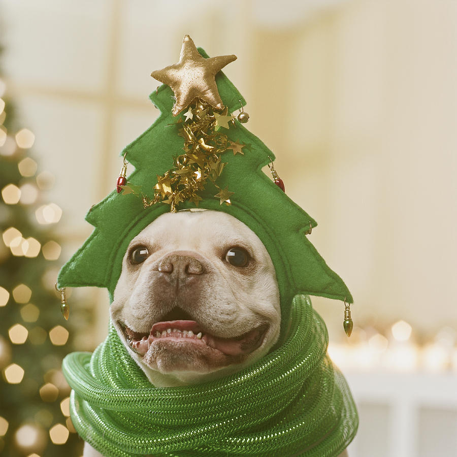 French Bulldog wearing hat and green ribbon in front of Christmas tree, close-up Photograph by GK Hart/Vikki Hart