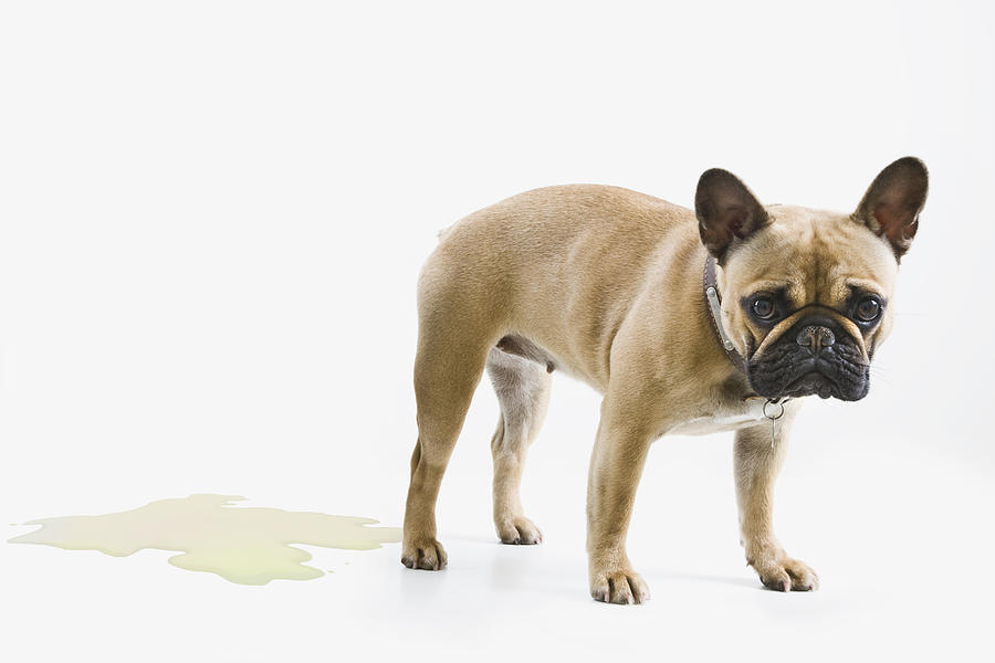 French Bulldog wets the floor & looks embarrassed Photograph by Andrew Bret Wallis
