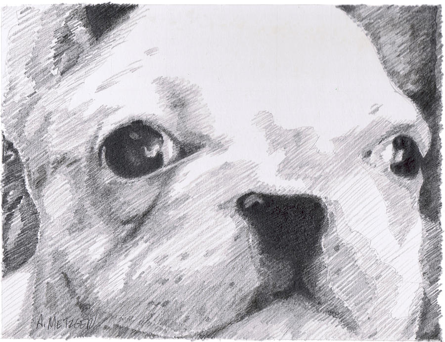 French Bulldog white Drawing by Alan Metzger