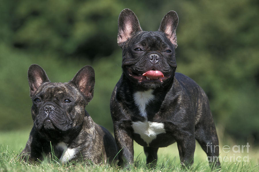 French Bulldogs Photograph by Jean-Michel Labat