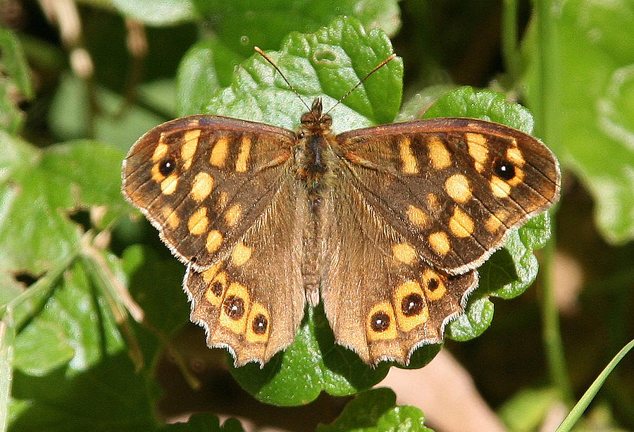 French Butterfly Photograph by John Topman