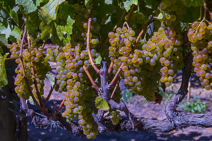 French Colombard Wine Grapes Photograph by Garry Gay