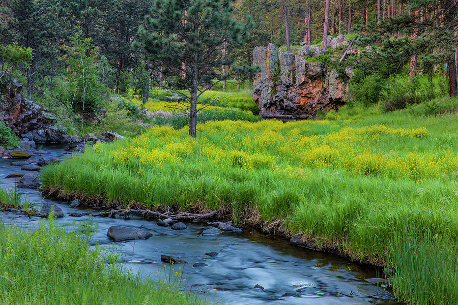 Summer Photograph - French Creek In The Black Hills by Chuck Haney