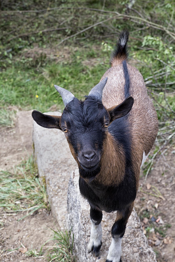 French Goat Photograph by Georgia Clare