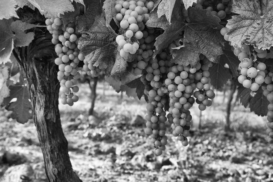 Up Movie Photograph - French Grapes by Georgia Clare