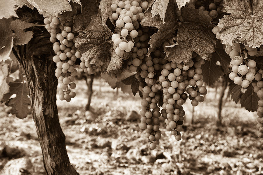 French Grapes - Toned Photograph by Georgia Clare
