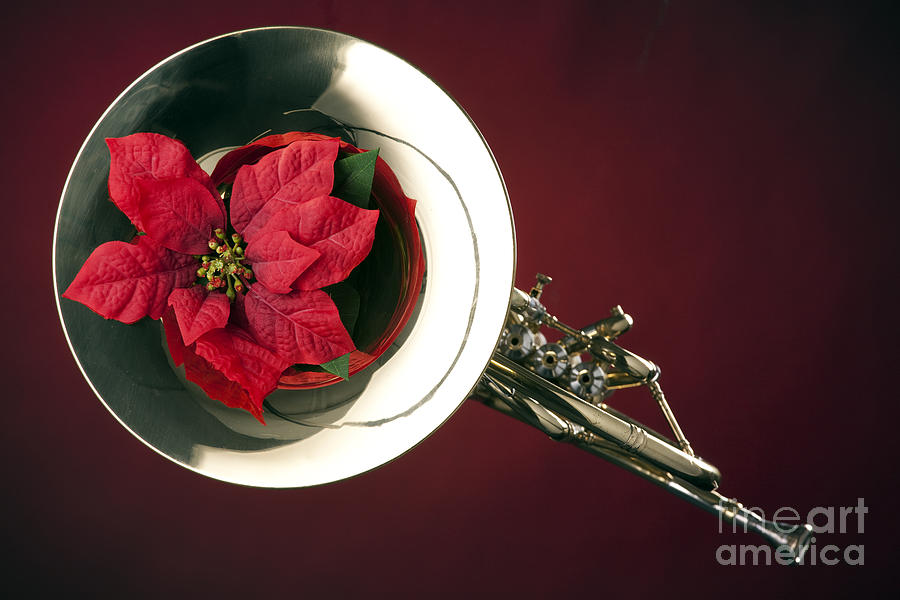 French Horn and Red Flower Photograph in Color 3434.02 Photograph by M K Miller
