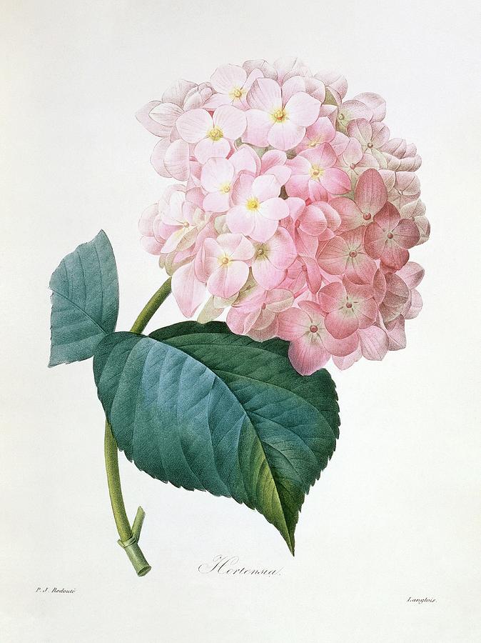 French Hydrangea Hydrangea Hortensis Photograph by Natural History Museum, London/science Photo Library