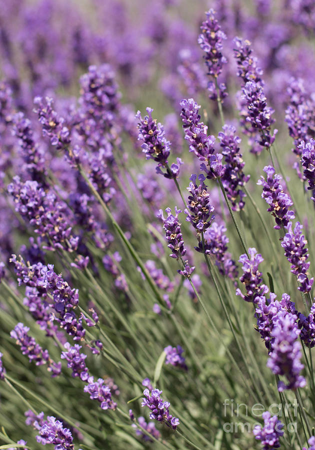 French Lavender Photograph by Barbara McMahon