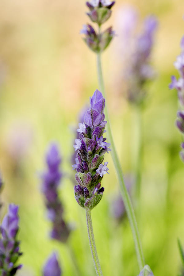 French Lavender Lavandula Dentata Photograph By Power And Syred Pixels 9889