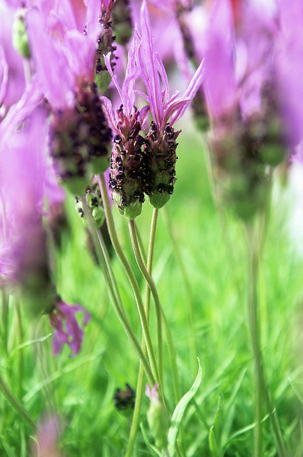 French Lavender (Lavandula Stoechas)