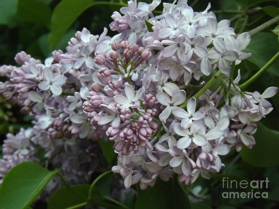 French Lilac Blooms Photograph by Brenda Brown