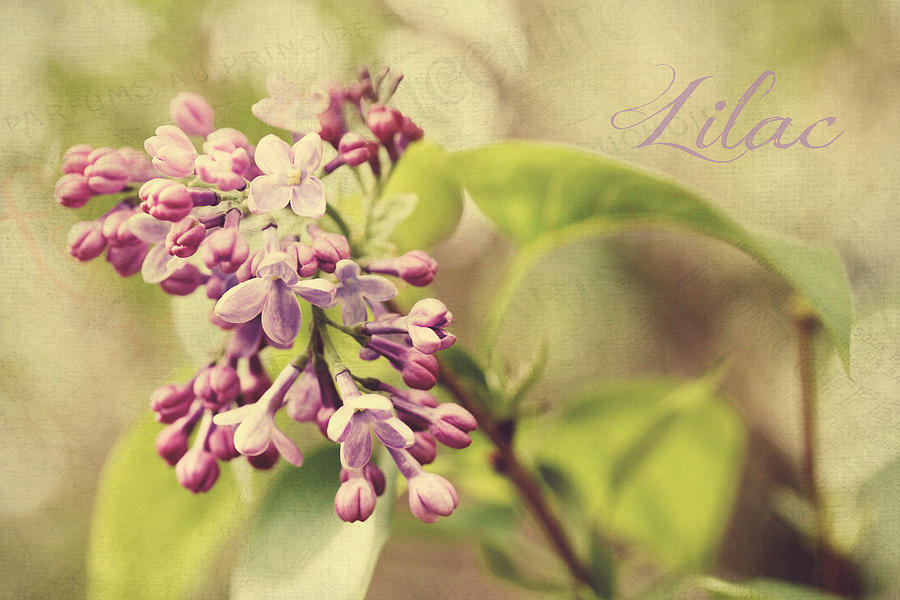 French Lilac Photograph by Trina  Ansel