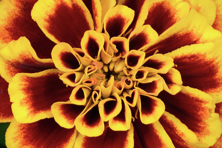 Flower Photograph - French Marigold Abstract by Nigel Downer/science Photo Library