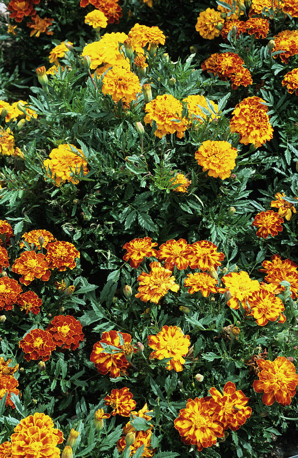 Nature Photograph - French Marigold by Adrian Thomas/science Photo Library