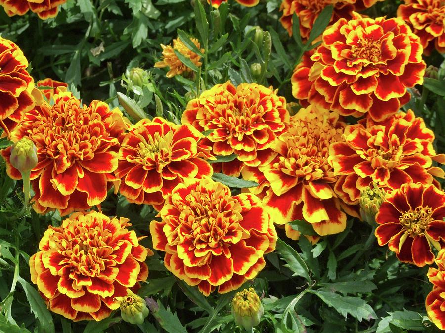 Flower Photograph - French Marigold colossus (tagetes) by D C Robinson