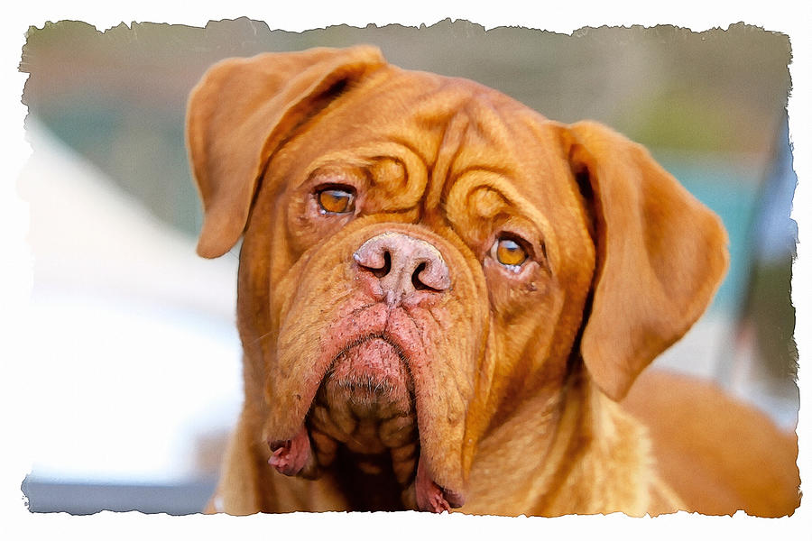 French Mastiff Photograph by Constantine Gregory