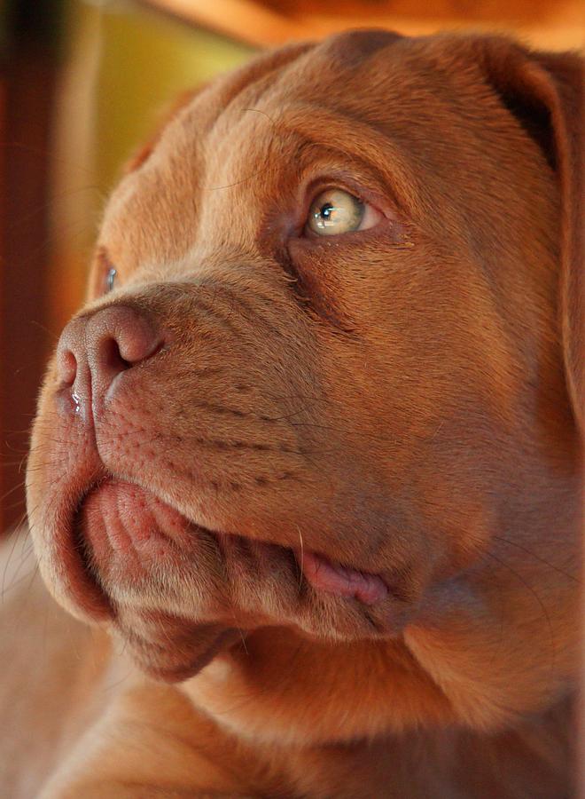 french mastiff teddy