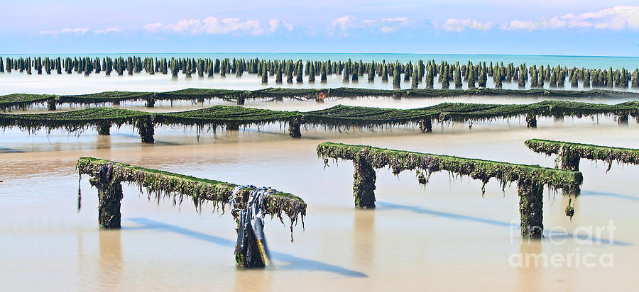 French mussel aquaculture Photograph by Dirk Ercken