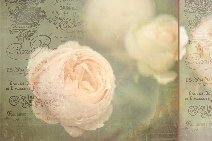 French Nostalgic Roses Photograph by Jenny Rainbow