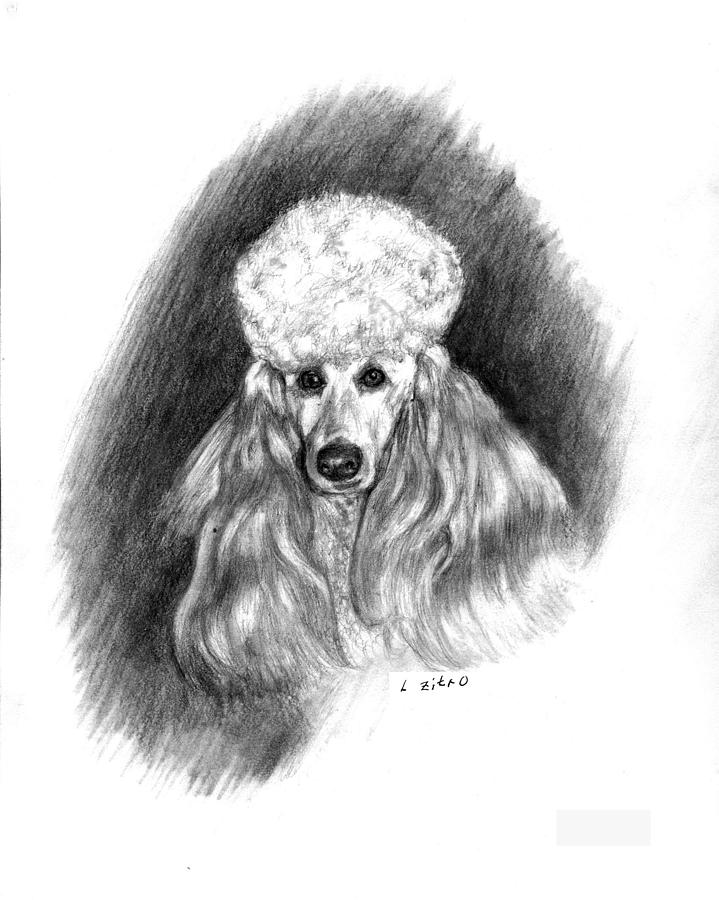french poodle drawing