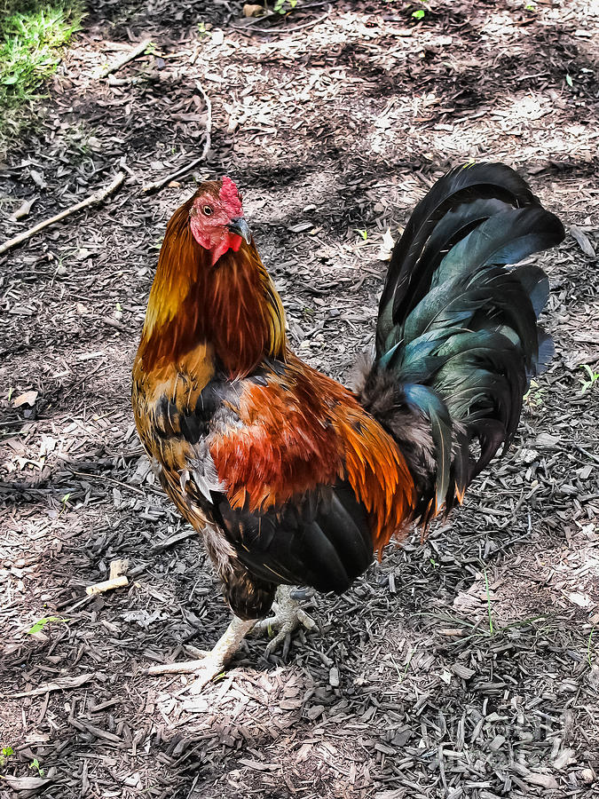 Rooster Photograph - French Rooster by Colleen Kammerer
