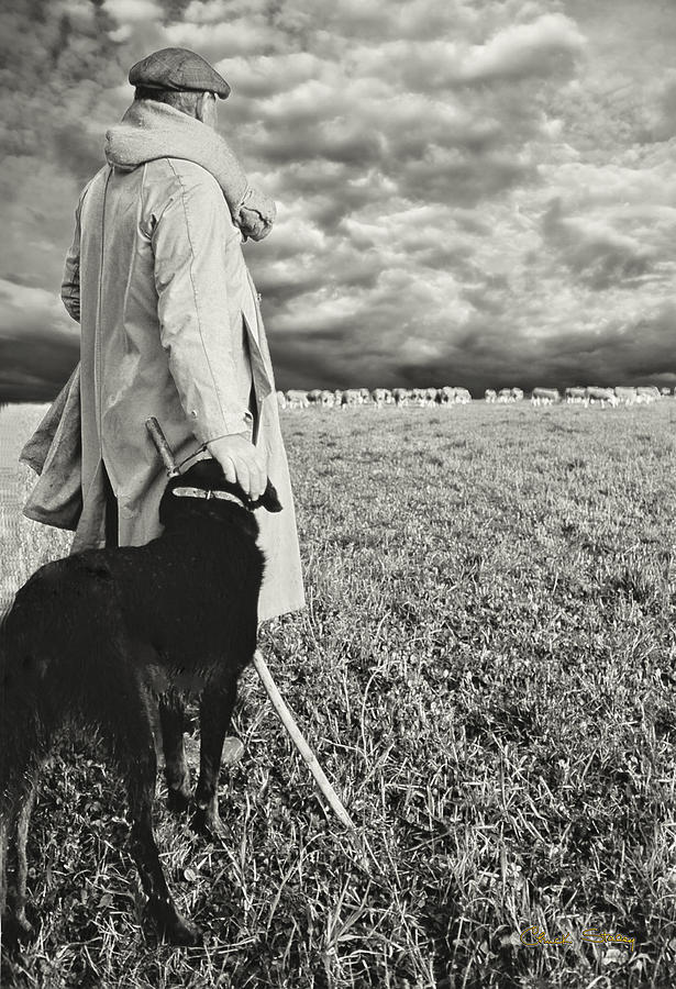 French Shepherd - B W Photograph by Chuck Staley