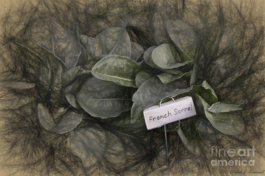 French Sorrel Photograph by David Arment