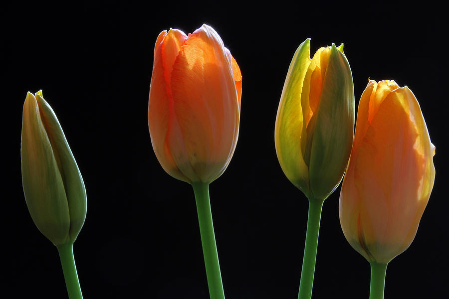 Tulip Photograph - French Tulips by Juergen Roth