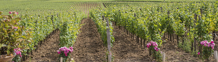 French Vines Photograph
