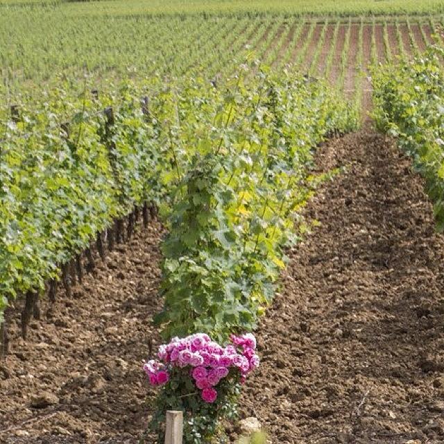Wine Photograph - French Vineyard by Georgia Clare