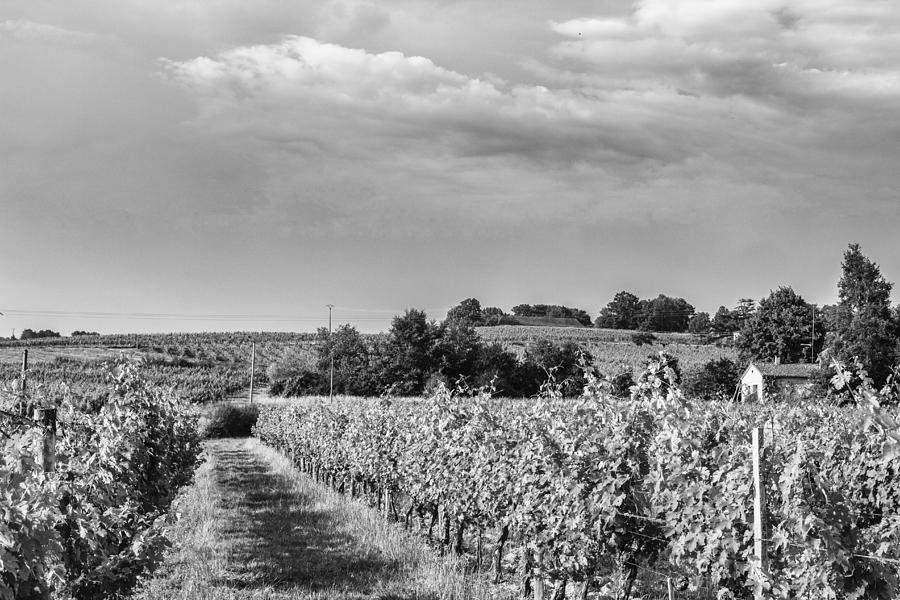 French Vineyard in Mono Photograph by Georgia Clare
