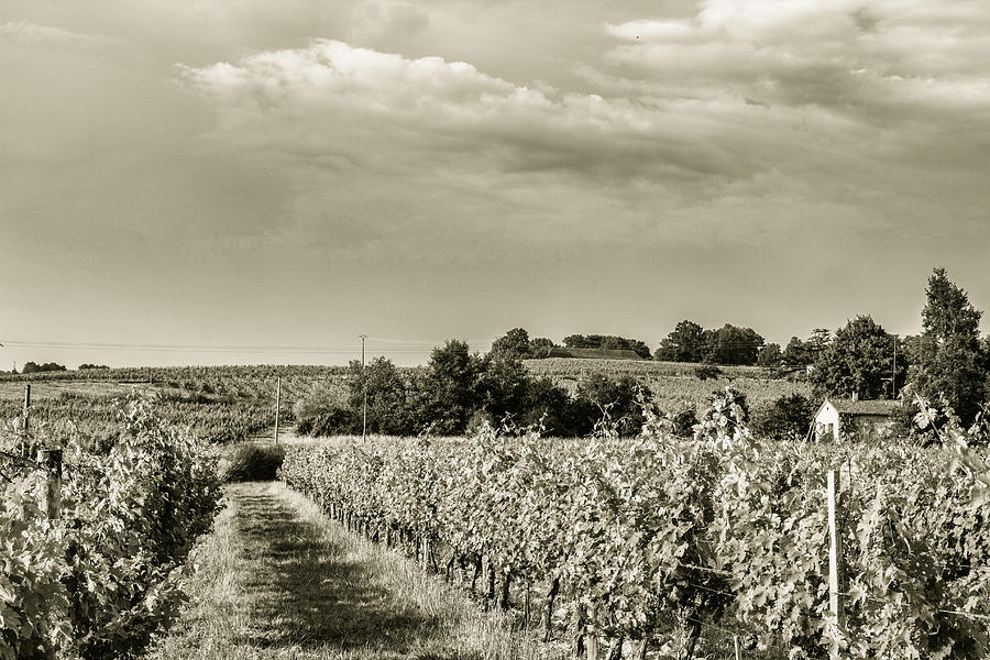 French Vineyard Toned Photograph by Georgia Clare