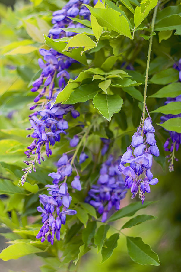 Up Movie Photograph - French Wysteria by Georgia Clare