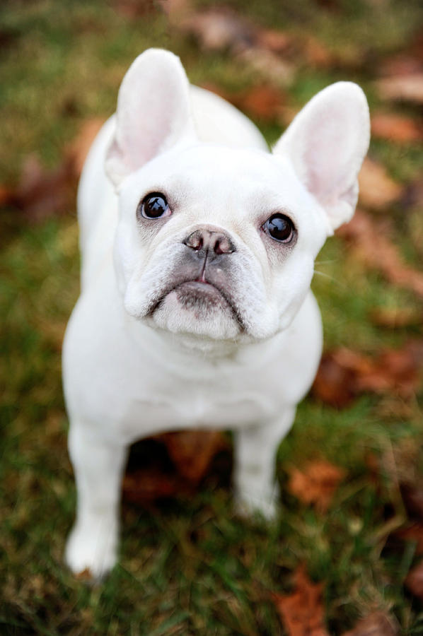 Frenchie eyes Photograph by Kelley Nelson