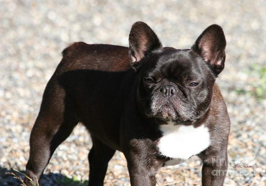 Frenchie - French Bulldog Photograph by Tap On Photo