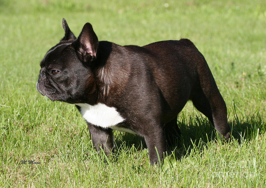 French Bulldog  Photograph by Tap On Photo