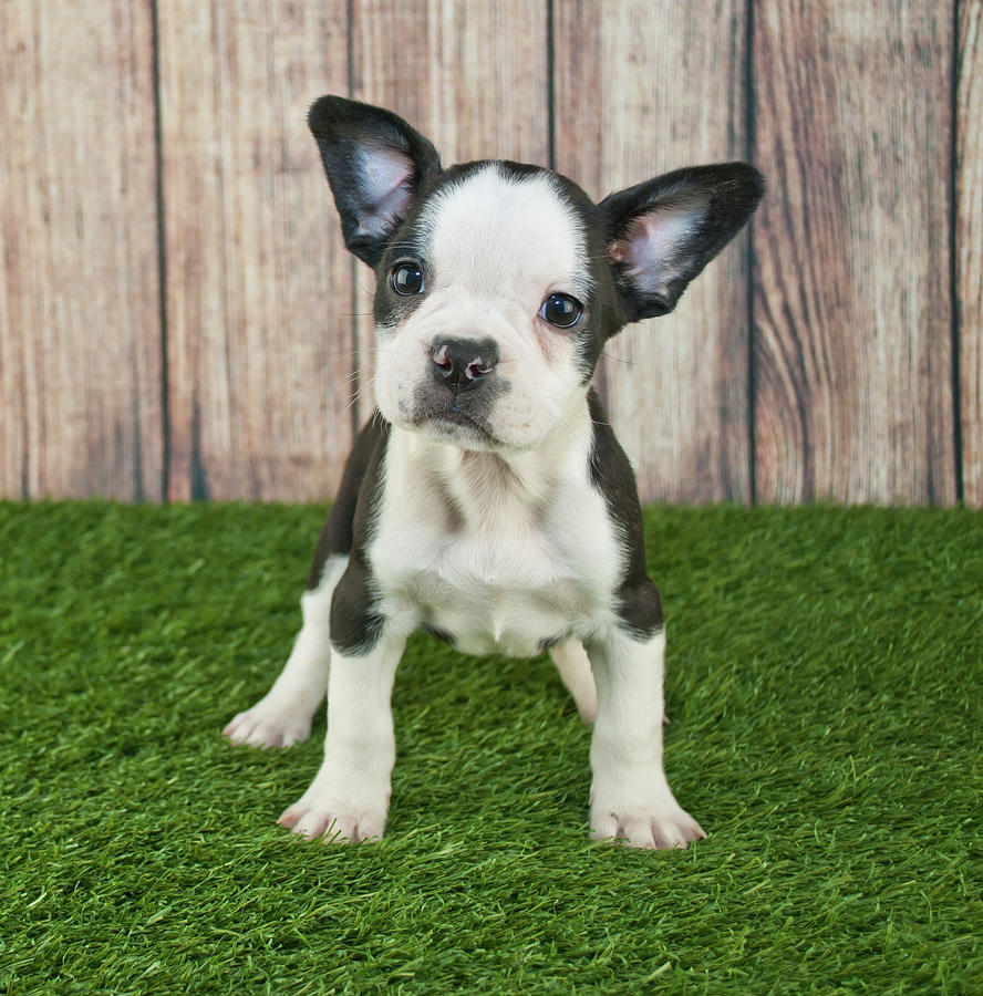 Frenchton Puppy Photograph by Stockimage