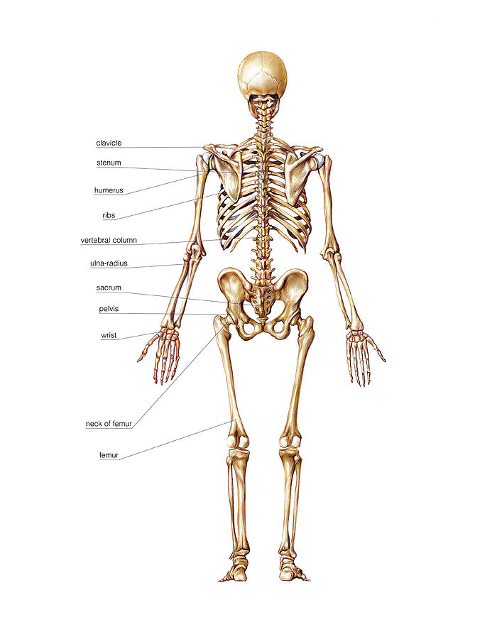 Frequent Osteoporotic Fractures Photograph by Asklepios Medical Atlas ...