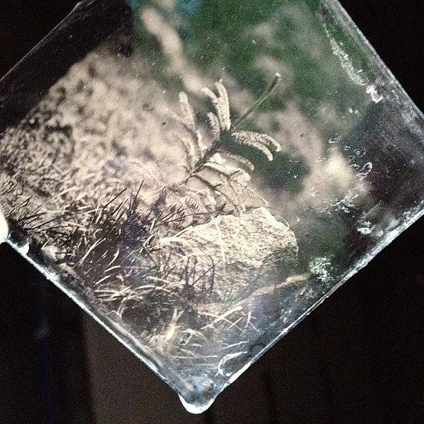 Tree Photograph - Fresh Ambrotype On Clear Glass by Jan Kratochvil