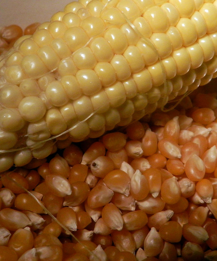 Fresh And Dried Corn Photograph