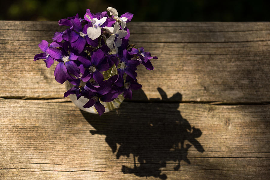 Fresh and Perky Spring Violas - Can You Smell Them Photograph by Georgia Mizuleva