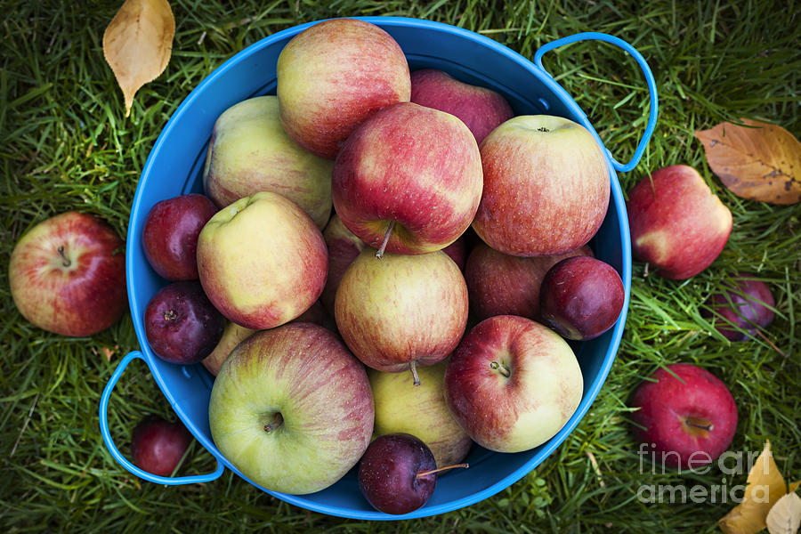 Apple Photograph - Fresh apples by Elena Elisseeva