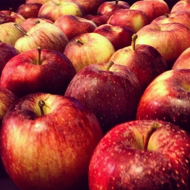 Apple Photograph - Autumnal Treasure Trove by Shelly Rodriguez