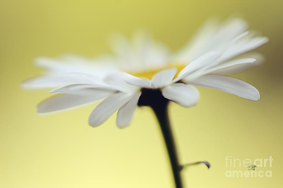 Fresh As A Daisy Photograph by Lois Bryan