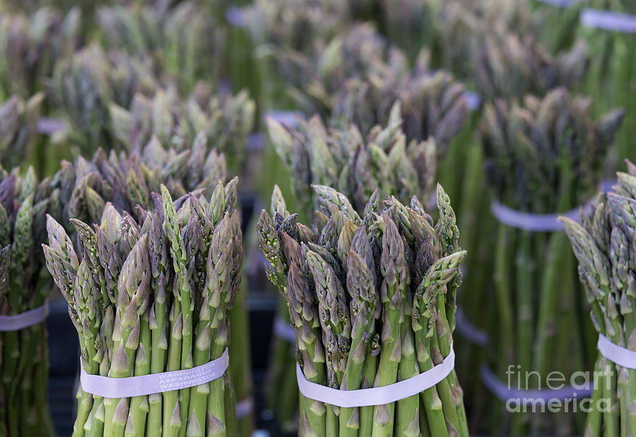 Asparagus Photograph - Fresh Asparagus by Michael Dawson