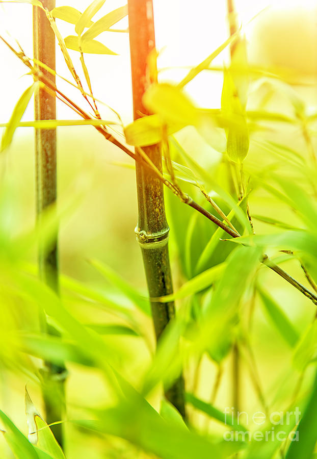 Fresh bamboo background Photograph by Anna Om