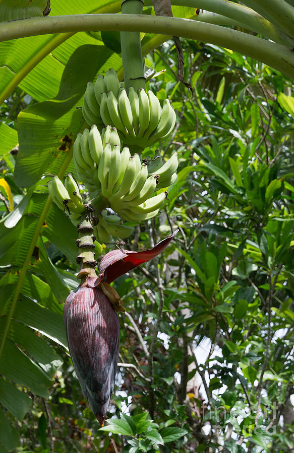 Banana Photograph - Fresh bananas on tree by Ingela Christina Rahm