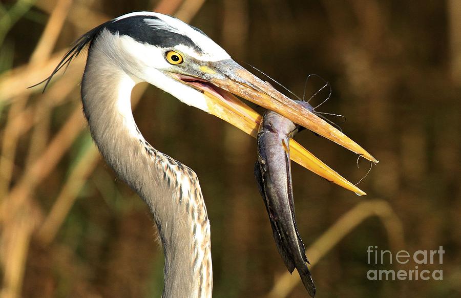 Everglades National Park Photograph - Fresh Blue Catch by Adam Jewell