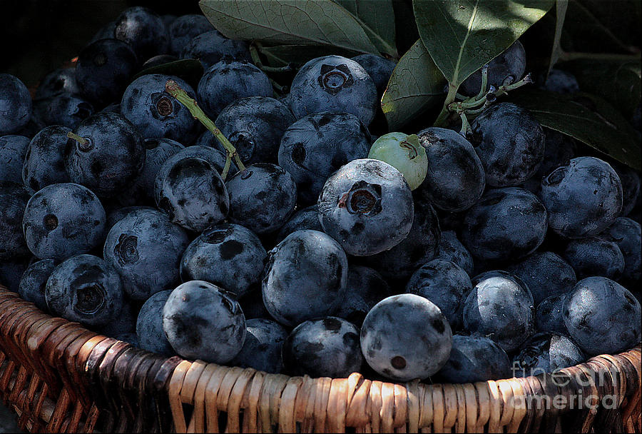 Blueberry Photograph - Fresh Blueberries Close Up in a Basket by Luv Photography